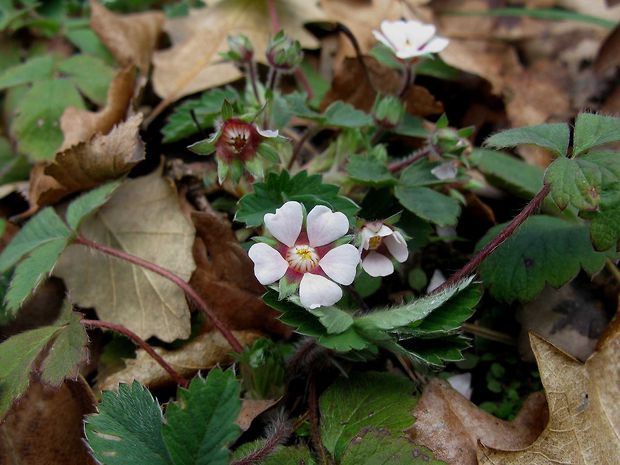 nátržník drobnokvetý Potentilla micrantha Ramond ex DC.