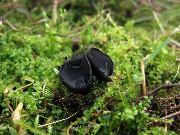 misôčka černastá Pseudoplectania nigrella (Pers.) Fuckel