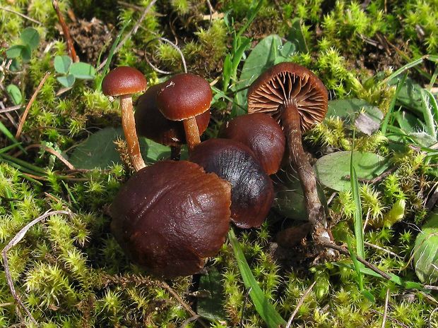 holohlavec tmavý Psilocybe montana (Pers.) P. Kumm.