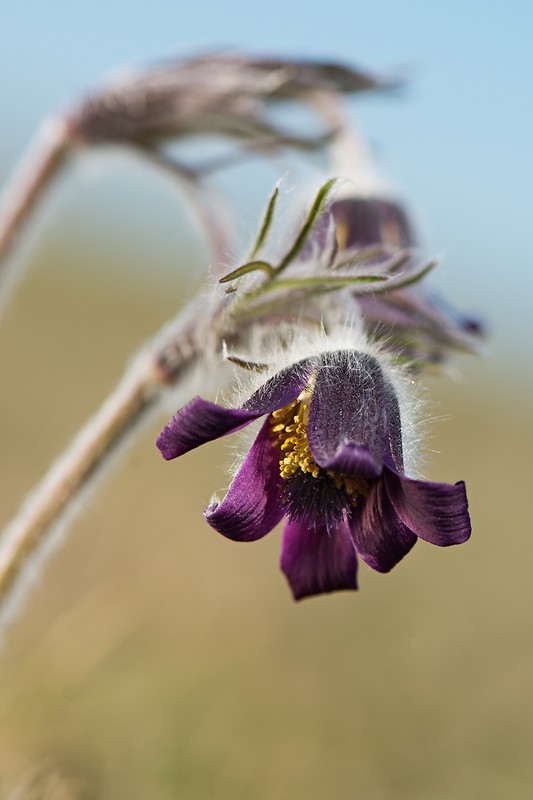 poniklec  lúčny český Pulsatilla pratensis subsp. nigricans