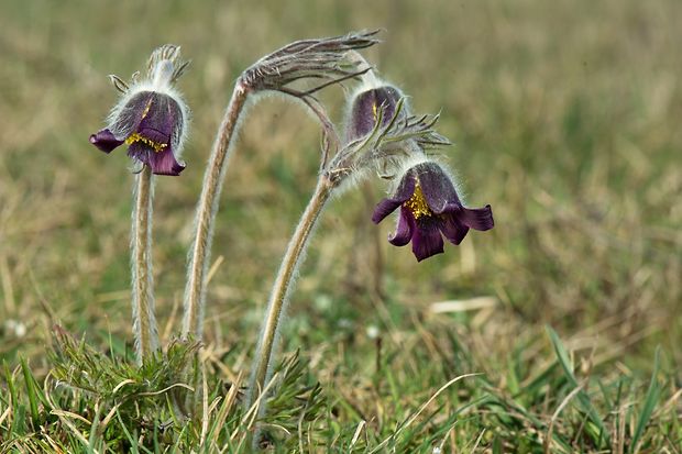 poniklec lúčny český Pulsatilla pratensis subsp. nigricans