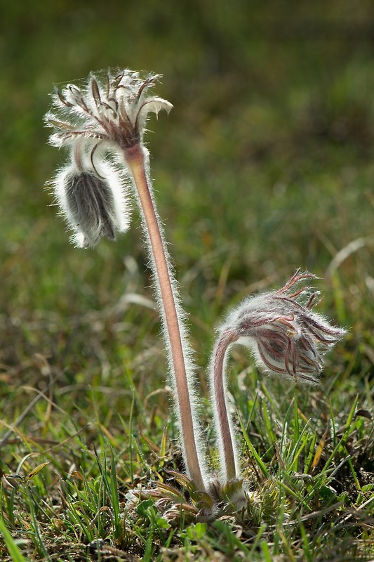 poniklec lúčny český Pulsatilla pratensis subsp. nigricans