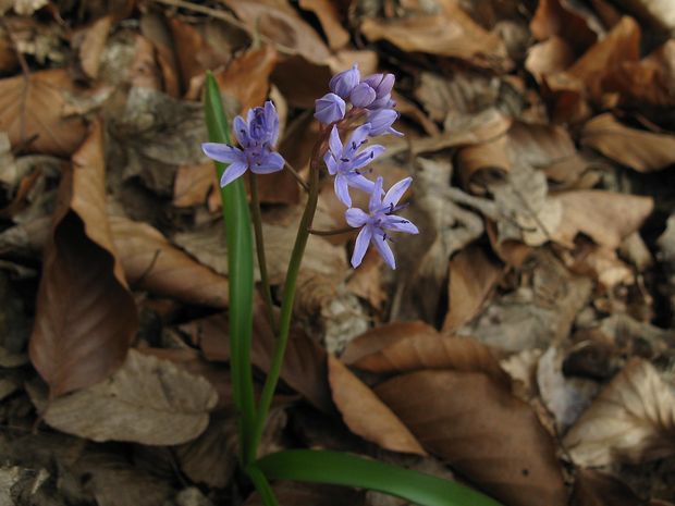 scila severná bukovská Scilla drunensis subsp. buekkensis (Speta) Kereszty