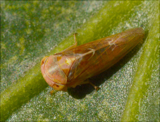 cikádka Cicadella sp.