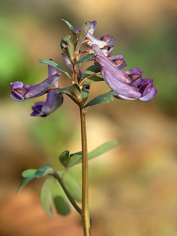 chochlačka dutá Corydalis solida (L.) Clairv.