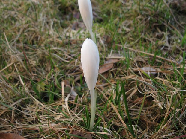 šafran spišský-albín Crocus discolor G. Reuss