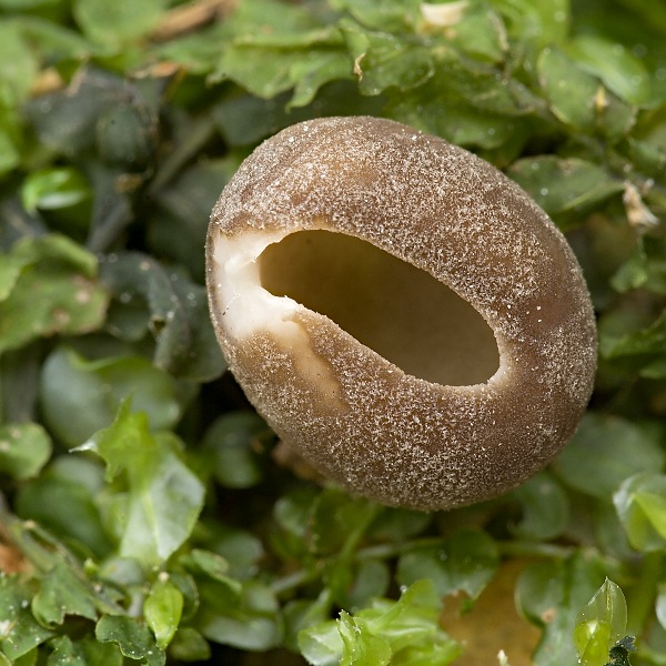 chriapač sosnový Helvella leucomelaena (Pers.) Nannf.