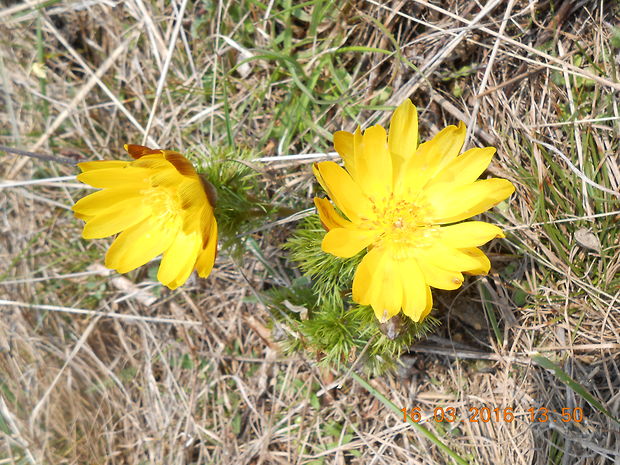 hlaváčik jarný Adonis vernalis L.