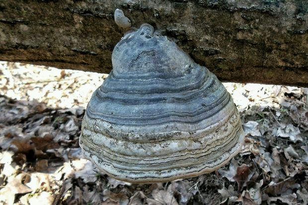 práchnovec kopytovitý Fomes fomentarius (L.) J.J. Kickx