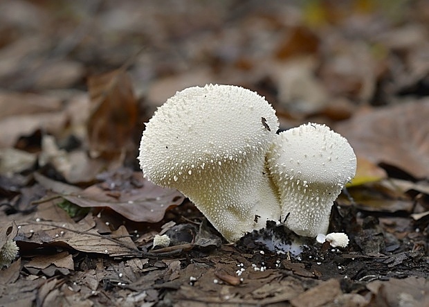 prášnica bradavičnatá Lycoperdon perlatum Pers.