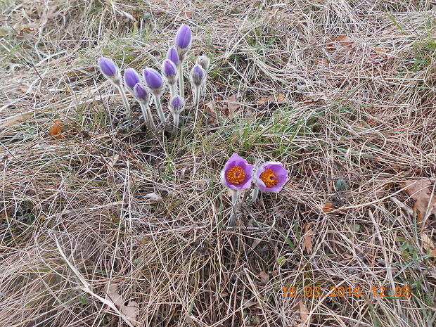 poniklec veľkokvetý Pulsatilla grandis Wender.