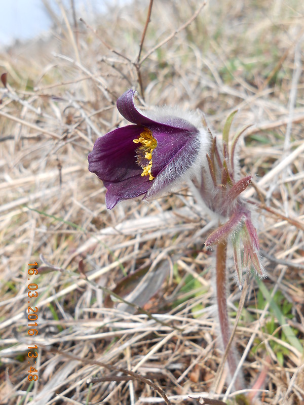 poniklec lúčny český Pulsatilla pratensis subsp. bohemica Skalický