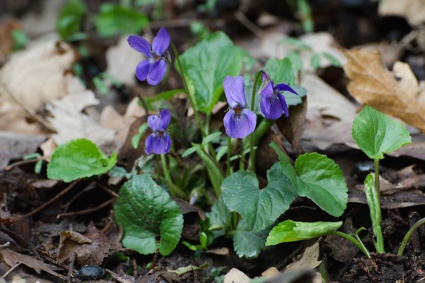 fialka voňavá Viola odorata L.