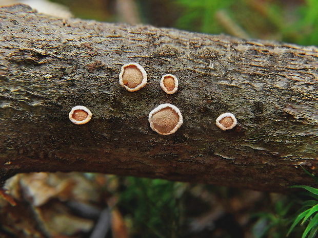 obrúbenec beztvarý Aleurodiscus amorphus (Pers.) J. Schröt.