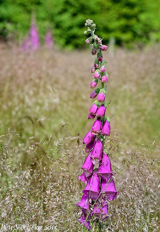 náprstník červený Digitalis purpurea L.