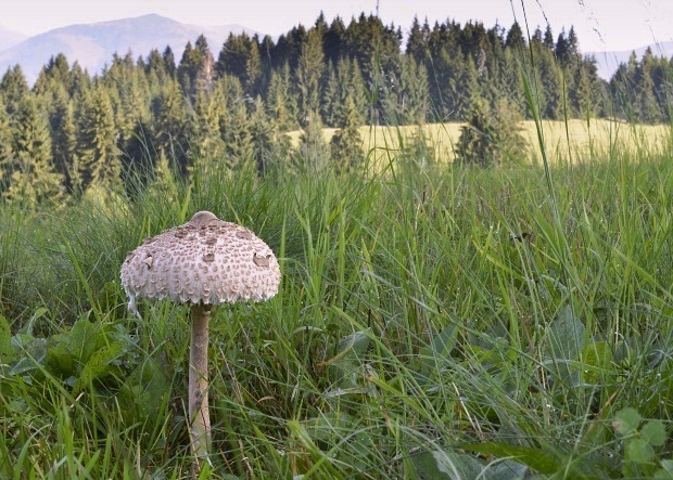 bedľa vysoká Macrolepiota procera (Scop.) Singer