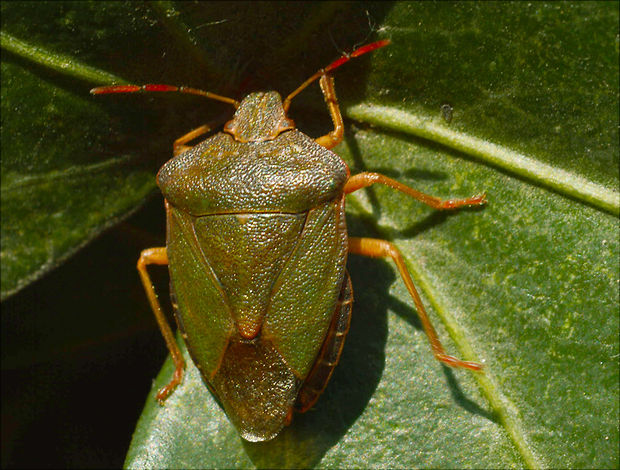 bzdocha zelená Palomena viridissima