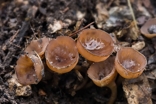 hľuznatka veternicová Dumontinia cf. tuberosa (Bull.) L.M. Kohn