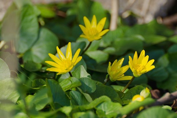 blyskáč záružľolistý Ficaria calthifolia Rchb.