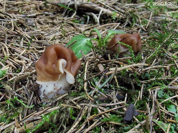 ušiak obrovský Gyromitra gigas (Krombh.) Cooke