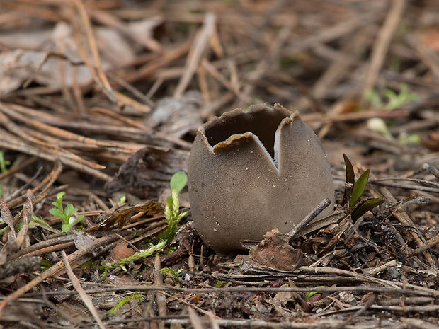 chriapač sosnový Helvella leucomelaena (Pers.) Nannf.