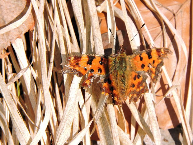 babôčka zubatokrídla  Polygonia c-album