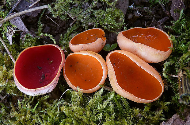 ohnivec rakúsky žltý Sarcoscypha austriaca var. lutea, Ruini & Ruedl