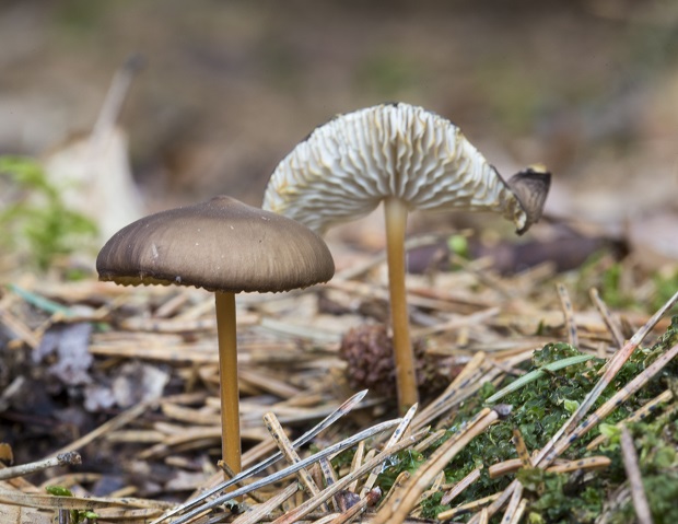 peniazočka smreková Strobilurus esculentus (Wulfen) Singer