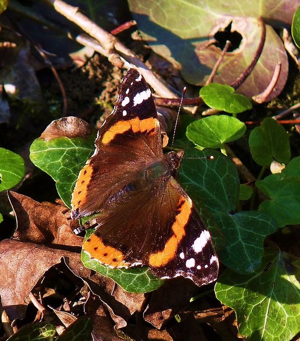 babôčka admirálska Vanessa atalanta