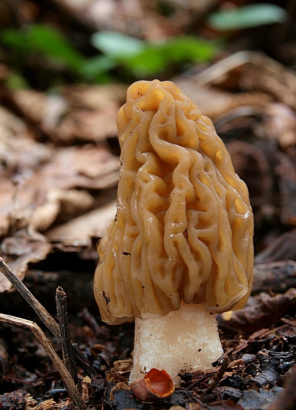 smrčkovec český Verpa bohemica (Krombh.) J. Schröt.