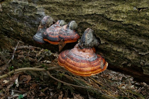 práchnovček pásikavý Fomitopsis pinicola (Sw.) P. Karst.