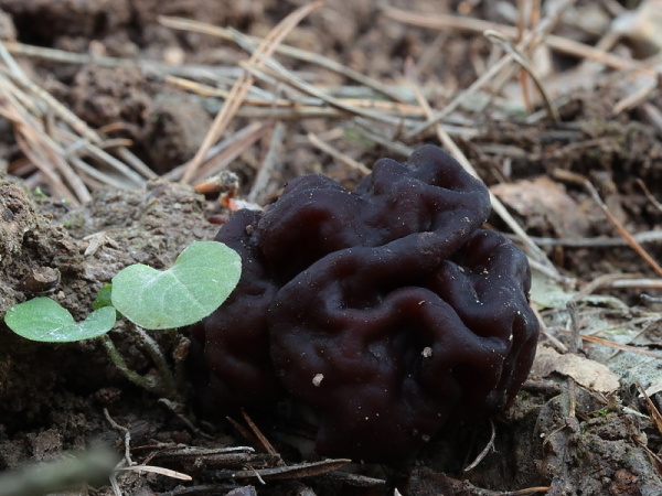 ušiak obyčajný Gyromitra esculenta (Pers.) Fr.