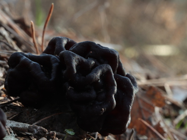 ušiak obyčajný Gyromitra esculenta (Pers.) Fr.