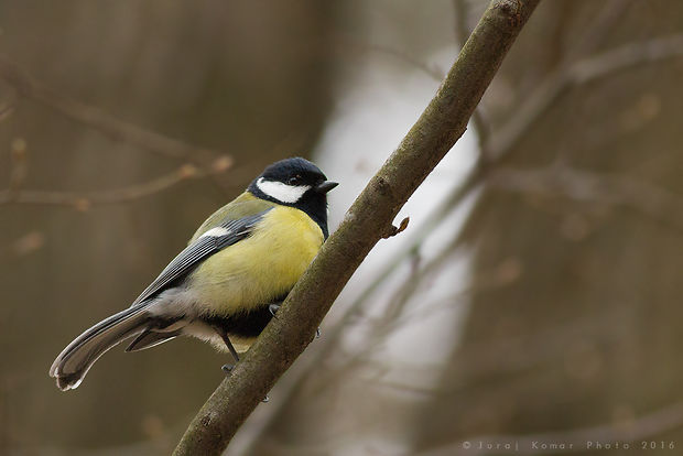 sýkorka bielolíca Parus major