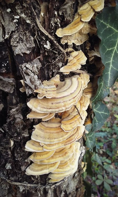 trúdnikovec pestrý ? Trametes versicolor (L.) Lloyd