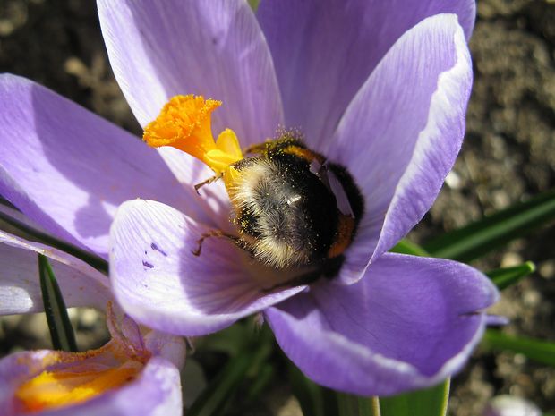 čmeliak zemný   Bombus terrestris