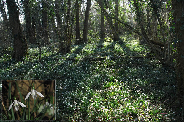 snežienkový les v Hunton Galanthus nivalis L.