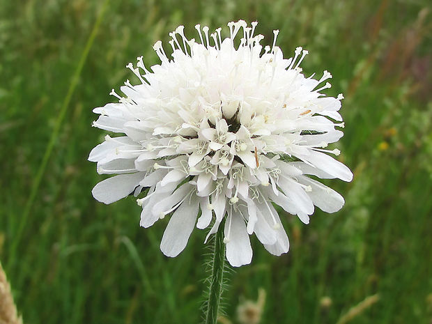 chrastavec kitaibelov Knautia kitaibelii (Schult.) Borbás