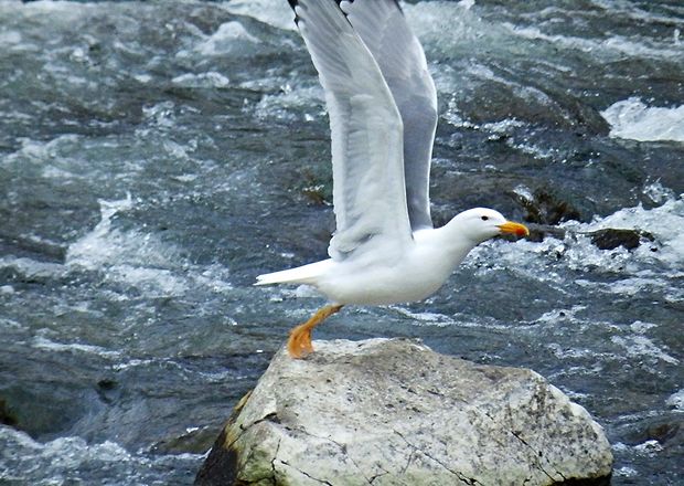 čajka bielohlavá Larus cachinnans