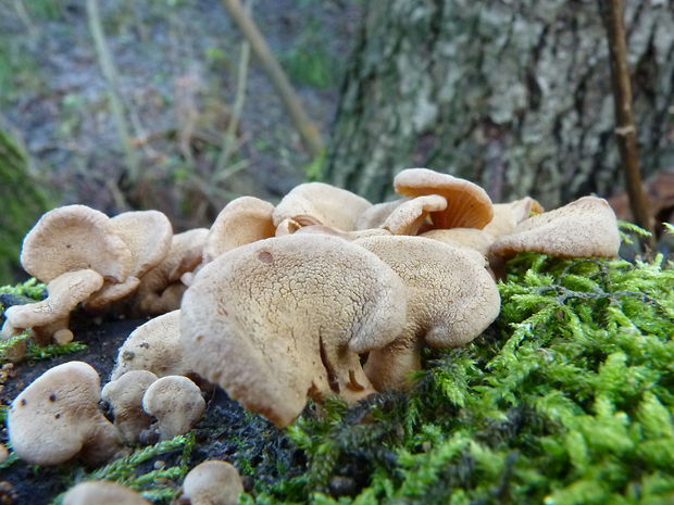 pňovka obyčajná Panellus stipticus (Bull.) P. Karst.