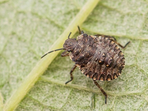 bzdocha Pentatoma rufipes nympha