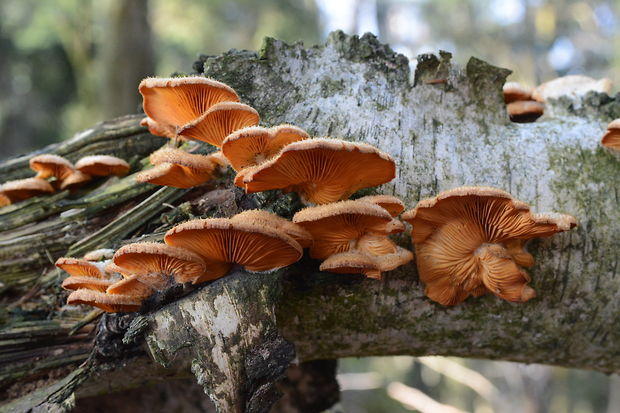 hlivník hniezdovitý Phyllotopsis nidulans (Pers.) Singer