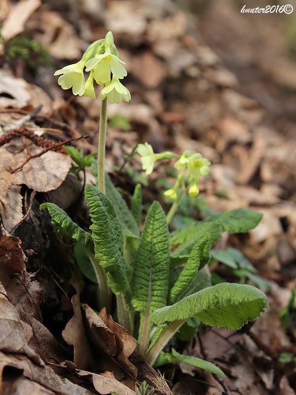 prvosienka vyššia Primula elatior (L.) L.