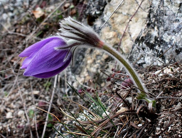 poniklec slovenský Pulsatilla slavica Reuss