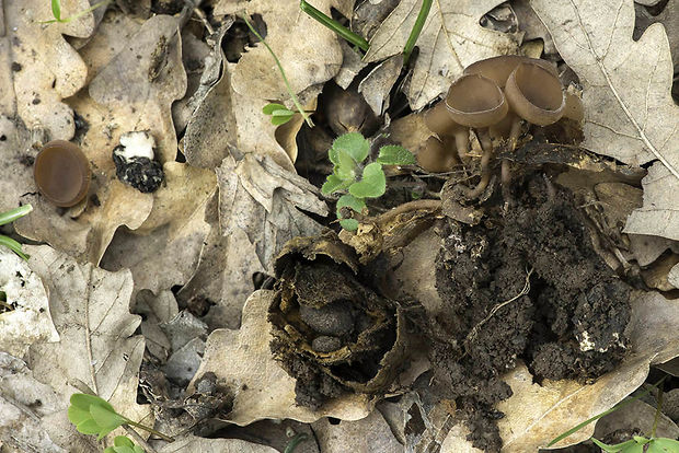 hľuznatka  Sclerotinia ficariae Rehm