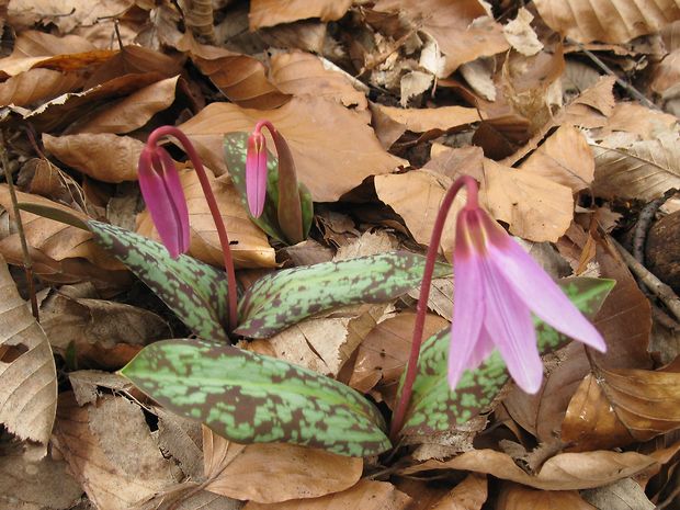 kandik psí Erythronium dens-canis L.