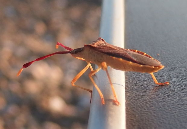 bzdocha Gonocerus acuteangulatus (Goeze, 1778)