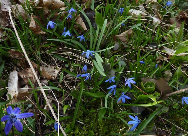 scilovka  sibírska Othocallis siberica (Haw.) Speta