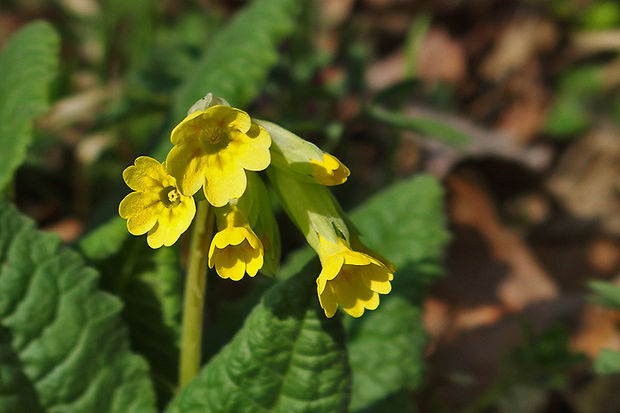 prvosienka jarná Primula veris L.