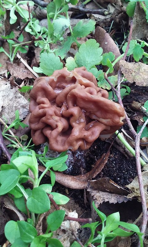 ušiak obrovský Gyromitra gigas (Krombh.) Cooke